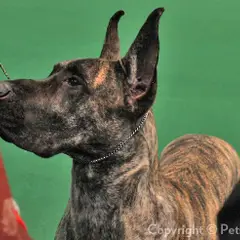 Dogue Allemand - Photo 8