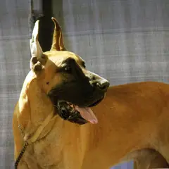 Dogue Allemand - Photo 9