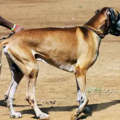 Dogue Allemand - Photo 10