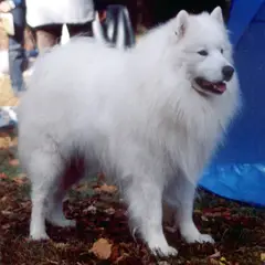 Samoyedo - Foto 2