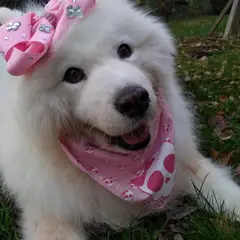 Samoyedo - Foto 5