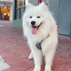 Samoyedo - Foto 4