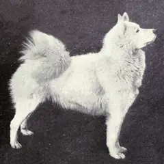 Samoyedo - Foto 7