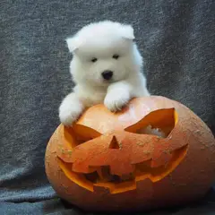 Samoyedo - Foto 8