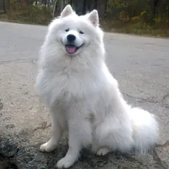 Samoyedo - Foto 3
