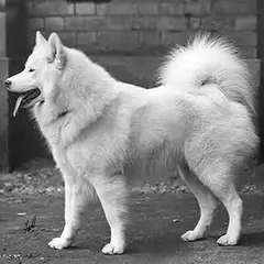 Samoyedo - Foto 9