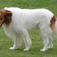 Collie a pelo lungo - Foto 2