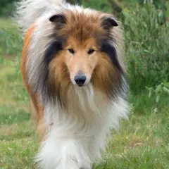 Collie a pelo lungo - Foto 4
