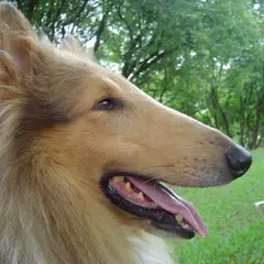 Collie a pelo lungo - Foto 6