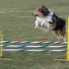Collie a pelo lungo - Foto 7