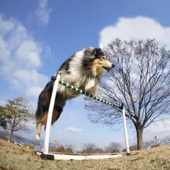 Collie a pelo lungo - Foto 8