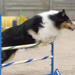 Collie a pelo lungo - Foto 10