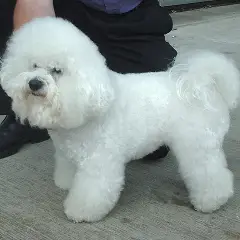 Bichon à poil frisé - Photo 4
