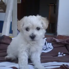 Bichon à poil frisé - Photo 5
