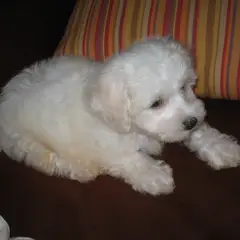 Bichon à poil frisé - Photo 6