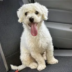 Bichon à poil frisé - Photo 7