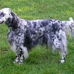 Setter Anglais - Photo 2