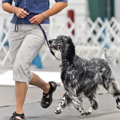 Setter Anglais - Photo 3