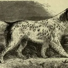 Setter Anglais - Photo 4