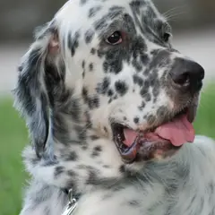 Setter Anglais - Photo 5