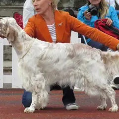 Setter Anglais - Photo 6