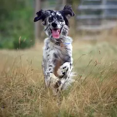 Setter Anglais - Photo 7