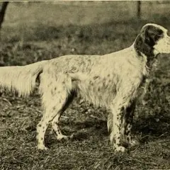 Setter Anglais - Photo 8