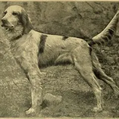 Setter Anglais - Photo 9