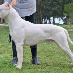 Dogue Argentino - Foto 3