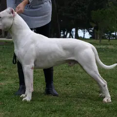 Dogue Argentino - Foto 4