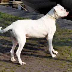 Dogue Argentino - Foto 5
