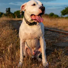 Dogue Argentino - Foto 6