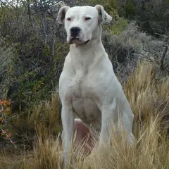 Dogue Argentino - Foto 7
