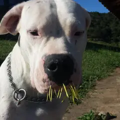 Dogue Argentino - Foto 8