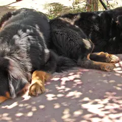 Dogue du Tibet - Photo 6