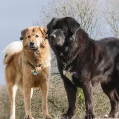 Dogue du Tibet - Photo 7