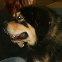 Dogue du Tibet - Photo 9