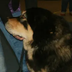 Dogue du Tibet - Photo 10