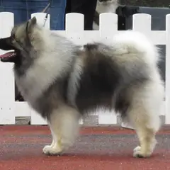 Keeshond - Photo 4