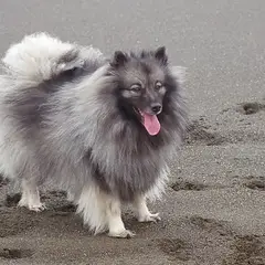Keeshond - Photo 5