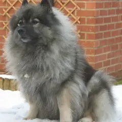 Keeshond - Photo 6