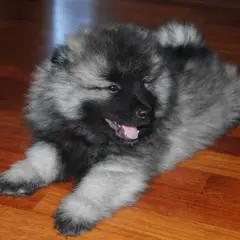 Keeshond - Photo 7