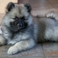 Keeshond - Photo 8