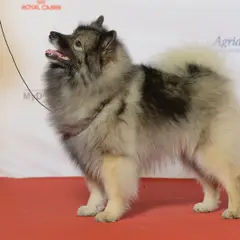 Keeshond - Photo 9