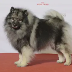 Keeshond - Photo 10