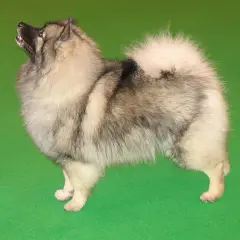 Keeshond - Photo 11