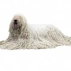 Komondor - Photo 5