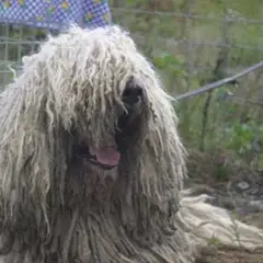 Komondor - Photo 6