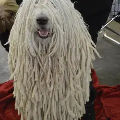 Komondor - Photo 7