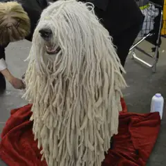 Komondor - Photo 8